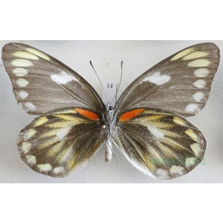 Delias zebuda Hewitson, 1862 female reverse Indonesia, Sulawesi14